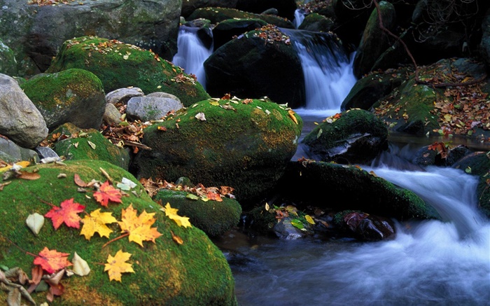 Камни, мох, ручей, осенние листья обои,s изображение