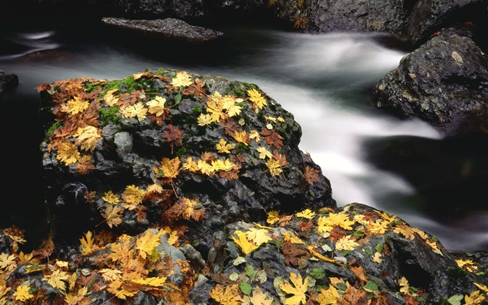 Камни, желтые листья, ручей, осень обои,s изображение