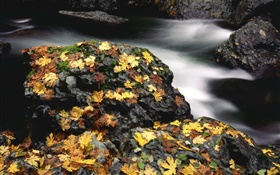 Камни, желтые листья, ручей, осень