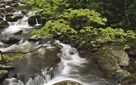 Поток, ручей, камни, Great Smoky Mountains National Park, штат Теннесси, США HD обои