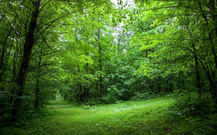 Лето, лес, деревья, листья, зеленая трава обои,s изображение