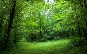 Лето, лес, деревья, листья, зеленая трава