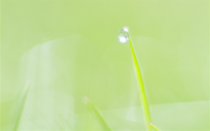 Летний свежий фон, трава, роса, зеленый обои,s изображение
