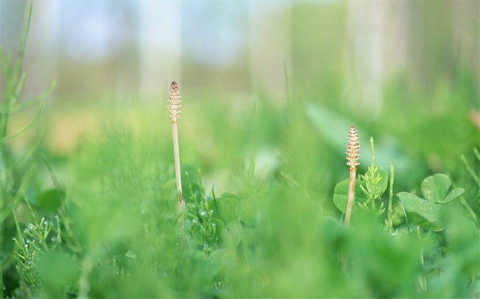 Летняя трава крупным планом, зеленый обои,s изображение