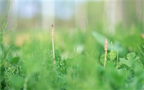 Летняя трава крупным планом, зеленый HD обои