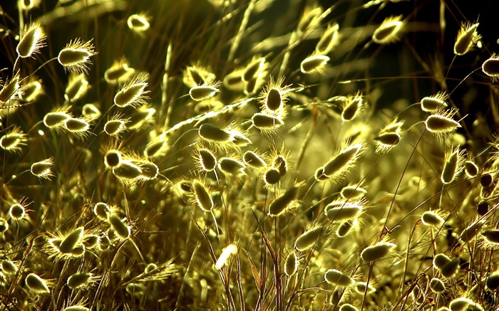 Летом природа растения макро, трава, солнце обои,s изображение