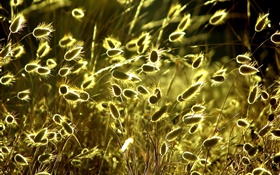 Летом природа растения макро, трава, солнце HD обои