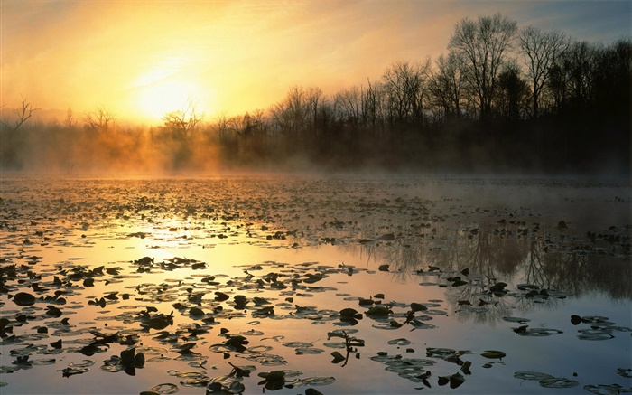 Восход, пруд, деревья, рассвет, туман обои,s изображение