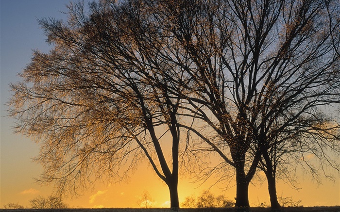 Закат, деревья обои,s изображение