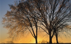 Закат, деревья HD обои