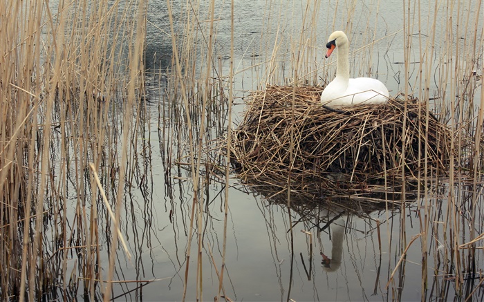 Лебедь в озере, сорняки обои,s изображение