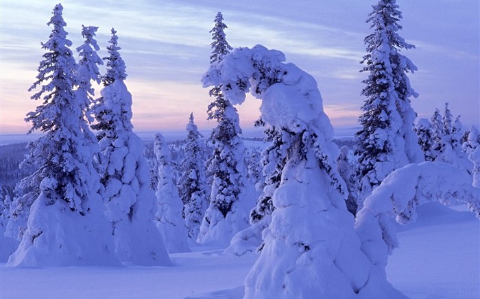 Плотный снег, деревья, рассвет обои,s изображение