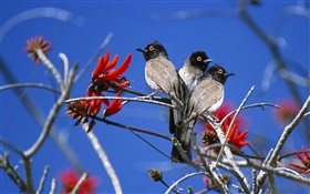 Три птицы, Национальный парк Этоша, Намибия HD обои