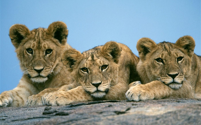 Три милые львы обои,s изображение