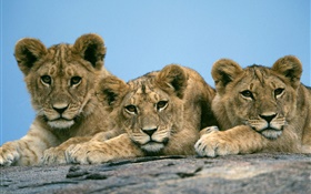 Три милые львы HD обои