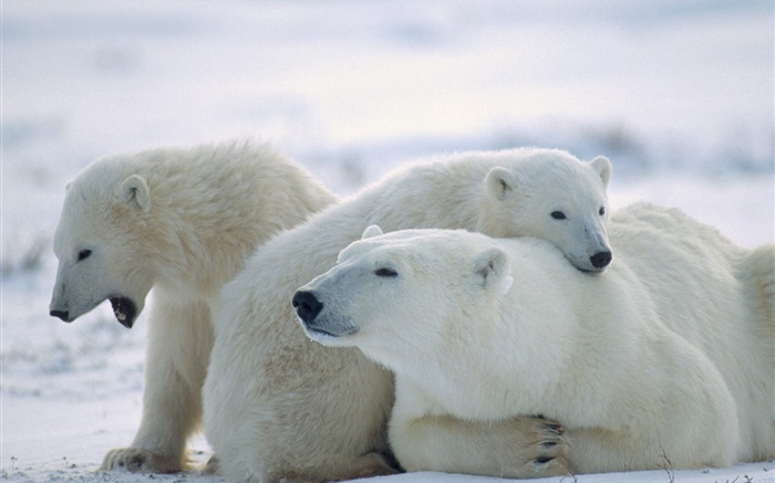 Три белых медведей, снег, холод обои,s изображение