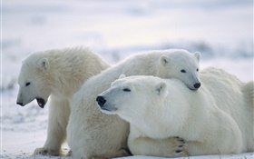 Три белых медведей, снег, холод