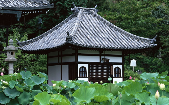 Токио, Япония, сад, храм, пруд с лотосами обои,s изображение