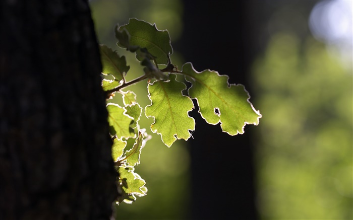 Дерево, зеленый лист, солнце обои,s изображение