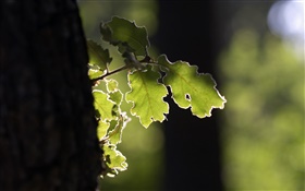 Дерево, зеленый лист, солнце HD обои