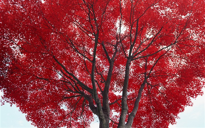 Дерево, красные листья, осень обои,s изображение