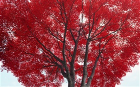 Дерево, красные листья, осень HD обои
