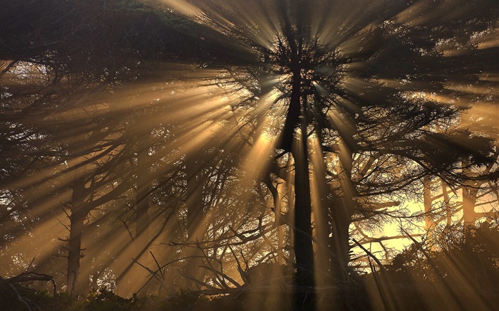 Деревья, лес, солнечные лучи обои,s изображение