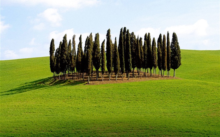 Деревья, трава, Италия обои,s изображение