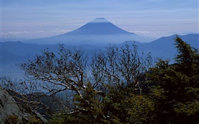 Деревья, утро, гора Фудзи, Япония HD обои