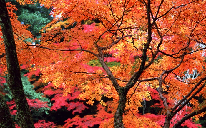 Деревья, красные листья, веточки, осень природа пейзаж обои,s изображение
