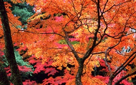 Деревья, красные листья, веточки, осень природа пейзаж HD обои