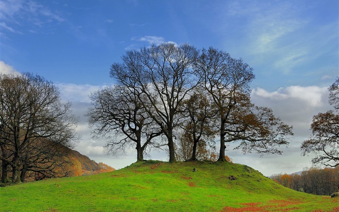 Деревья, склон, трава обои,s изображение