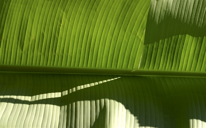 Тропическое растение зеленый лист обои,s изображение