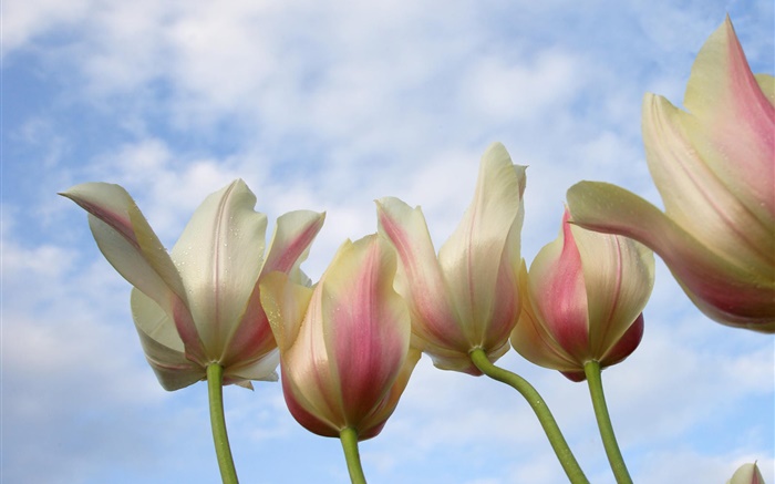 Tulip цветы крупным планом, голубое небо обои,s изображение