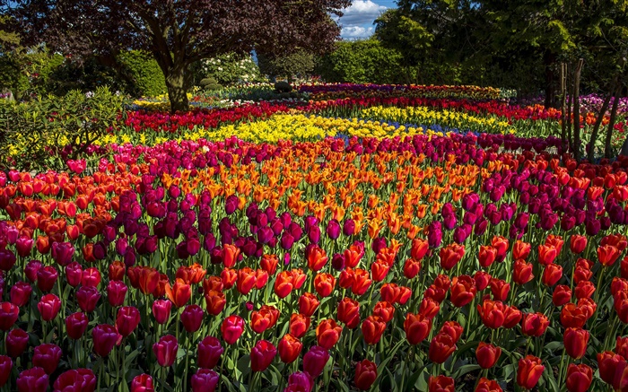 Тюльпаны, красочные, деревья, парк обои,s изображение