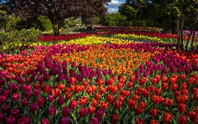 Тюльпаны, красочные, деревья, парк