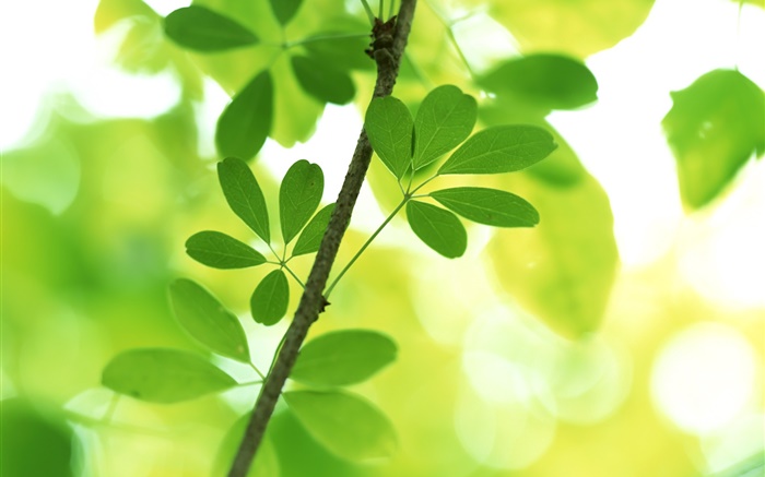 Ветки, зеленые листья, боке обои,s изображение