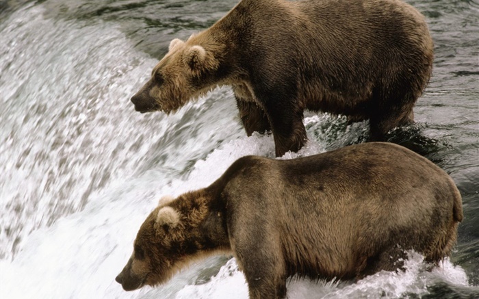 Два медведя в реке, охота рыбы обои,s изображение