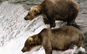 Два медведя в реке, охота рыбы