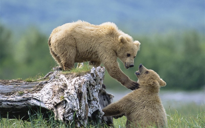 Два медведя играют в игру обои,s изображение