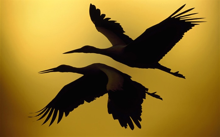 Две птицы летают, закат обои,s изображение
