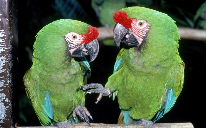 Два зеленых попугаев крупным планом обои,s изображение