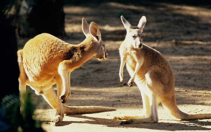 Два кенгуру, Австралия обои,s изображение
