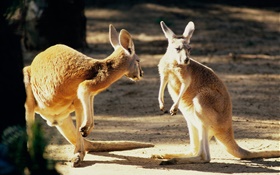 Два кенгуру, Австралия HD обои