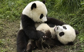 Две панды играют в игру