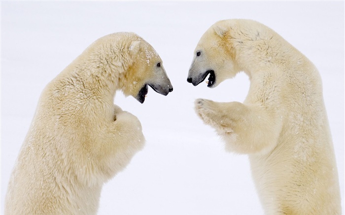 Два белых медведей лицом к лицу обои,s изображение