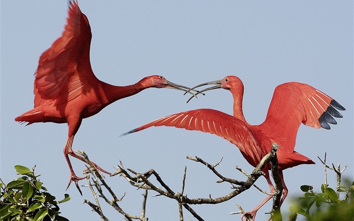 Два красных перьев птиц обои,s изображение