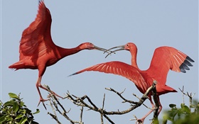 Два красных перьев птиц HD обои