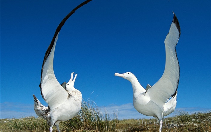 Два крыла чайки обои,s изображение