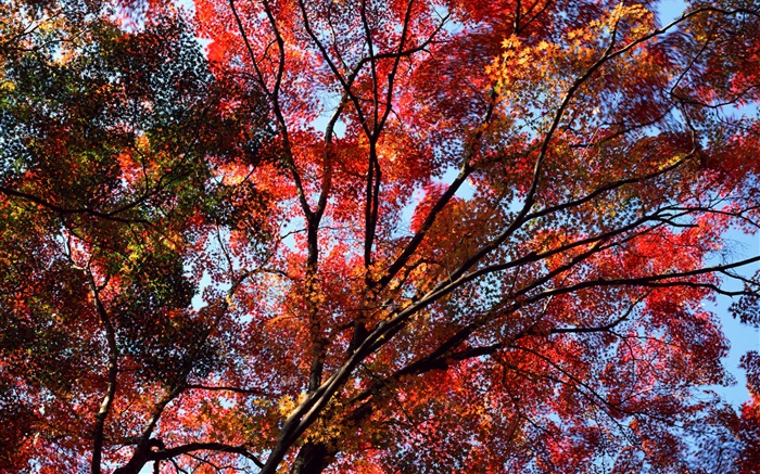 Под деревом, чтобы увидеть небо, красные листья, клен, осень обои,s изображение